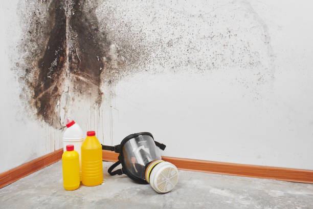 Best Mold Removal and Inspection  in Chelsea, MA