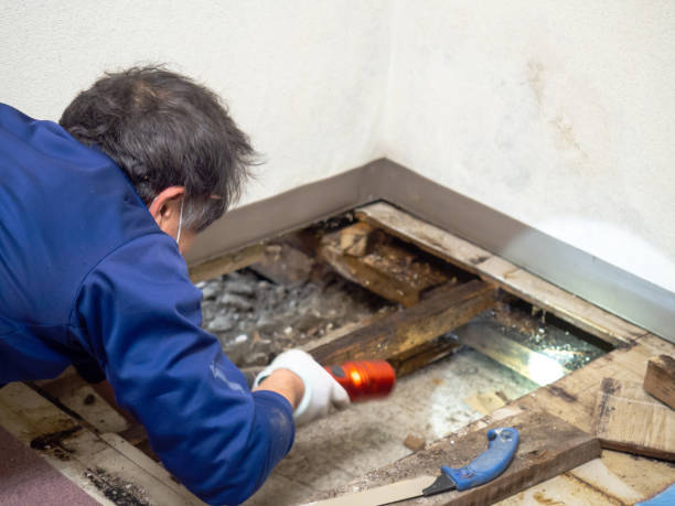 Best Toxic Mold Removal  in Chelsea, MA