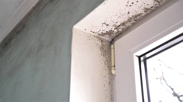 Home Mold Removal in Chelsea, MA