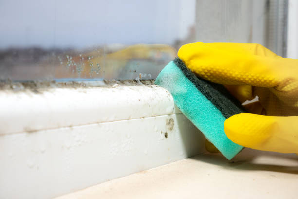 Best Attic Mold Removal  in Chelsea, MA