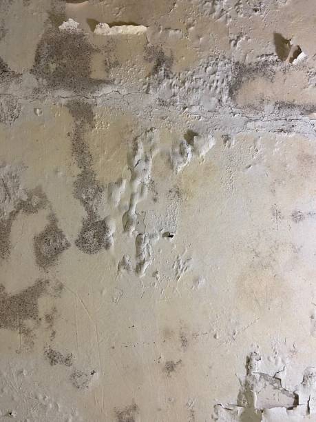 Best Black Mold Removal  in Chelsea, MA
