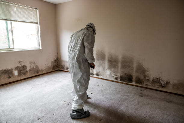 Trusted Chelsea, MA Mold Removal Experts