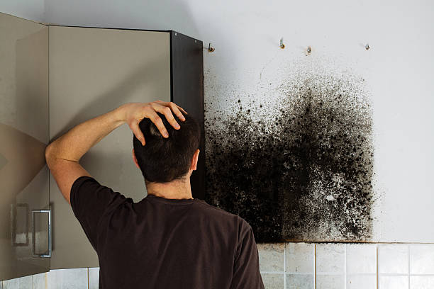 Best Certified Mold Removal  in Chelsea, MA